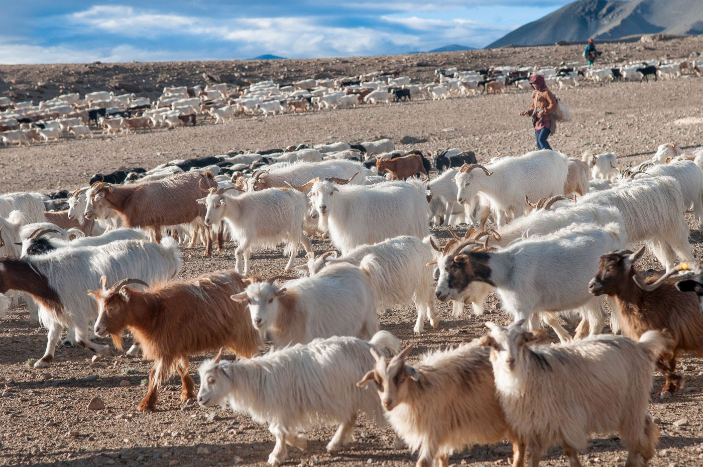 Cashmere goats