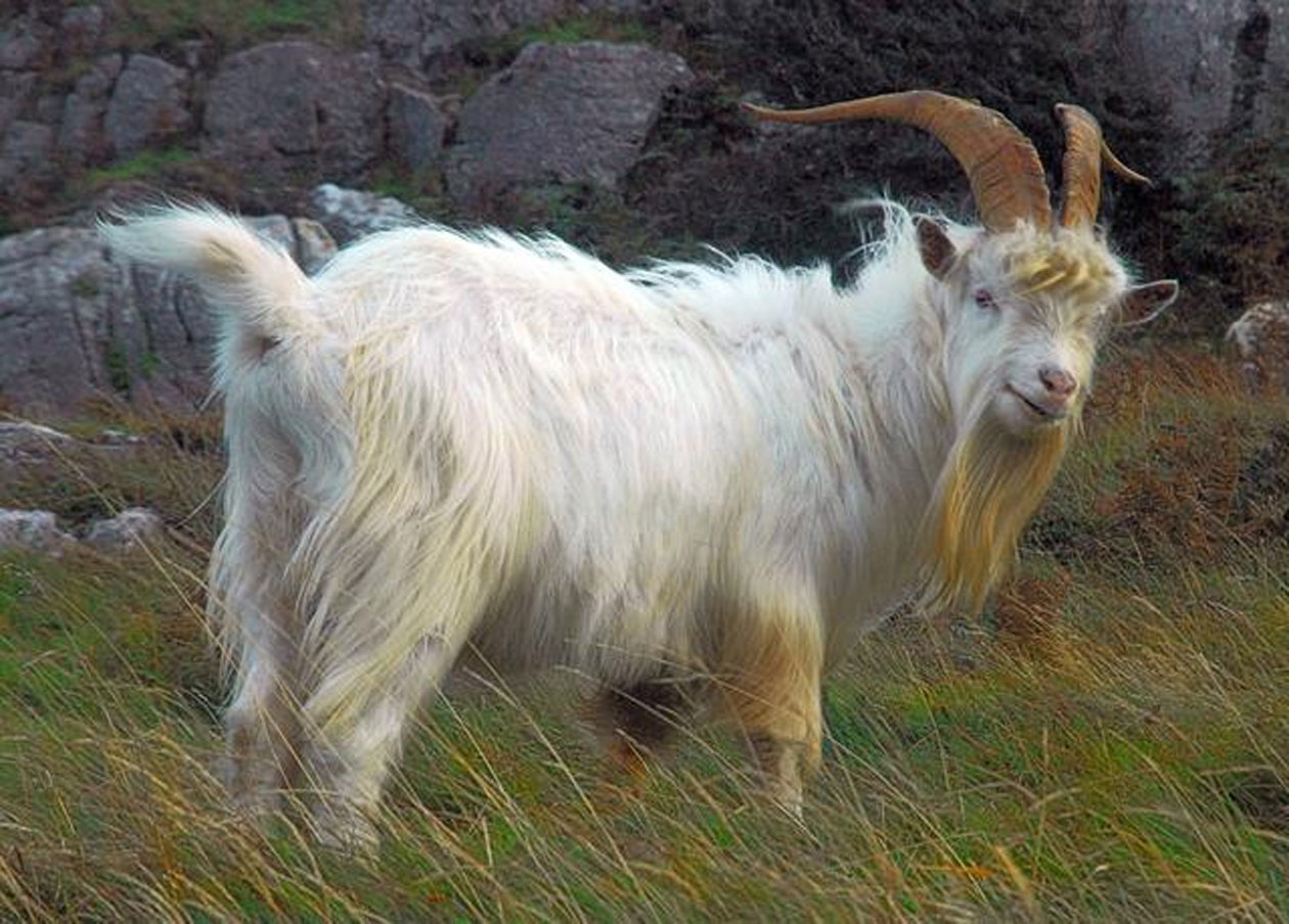 Kashmiri Goat Changthangi or capra hircus goats