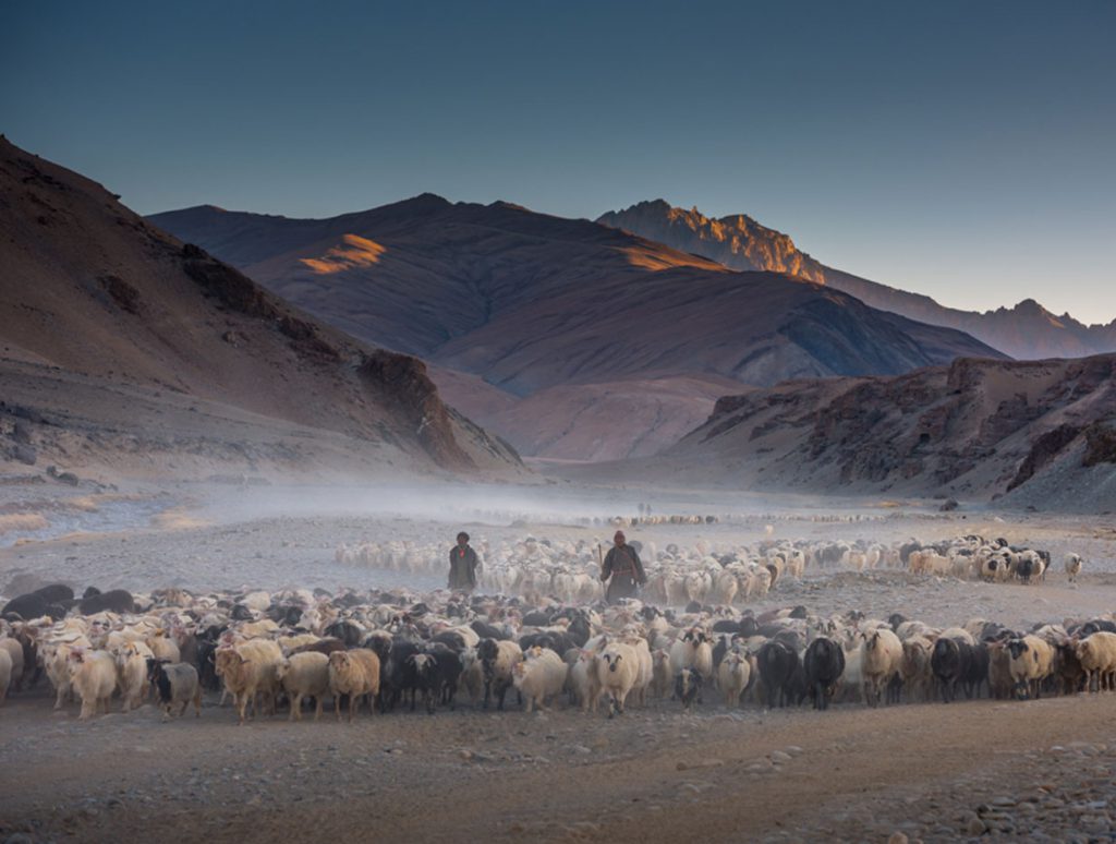 Pashmina goats