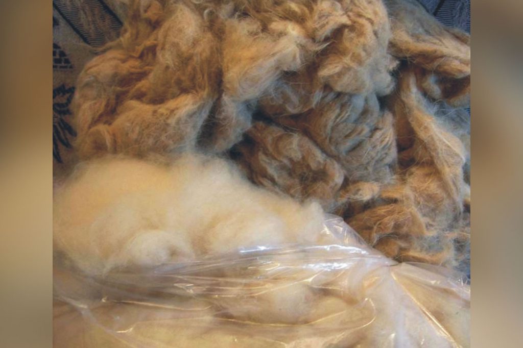 Cashmere fibre comparison All you need to know about the Pashm fibre