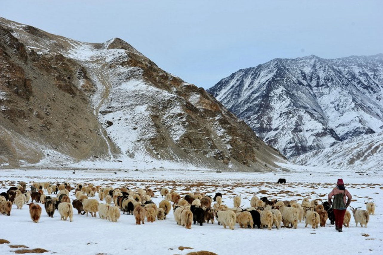 Stunning land of Ladakh - All you need to know about the Pashm fibre