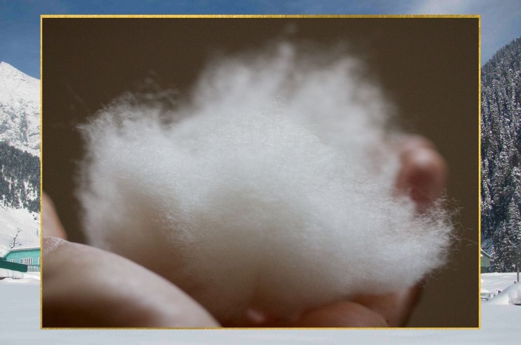 raw cashmere