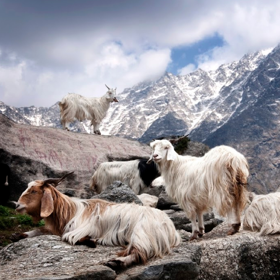 cashmere goat