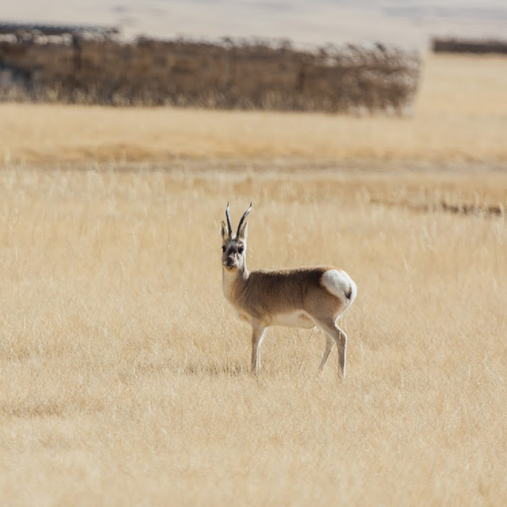 Chiru-Tibetan-Antelope