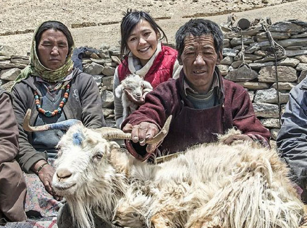 A Pashmina Goat Capra hircus sits placidly in the lap of a Changpa nomad at Tsokar in Changathang