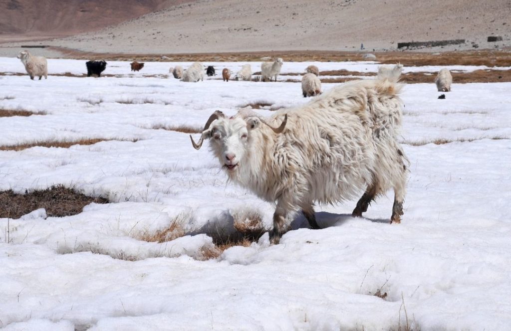 cashmere goat