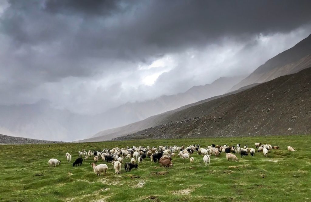 cashmere goats in ladakh