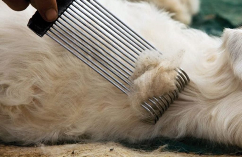 Pashmina goat being combed