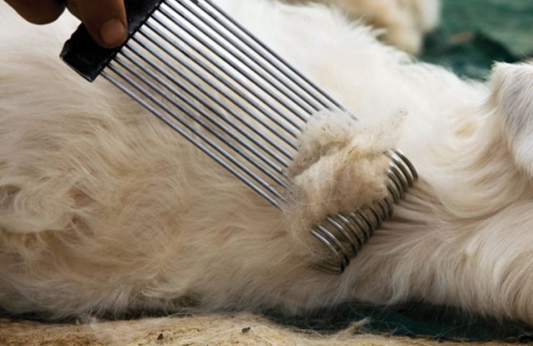 Cashmere goat being combed