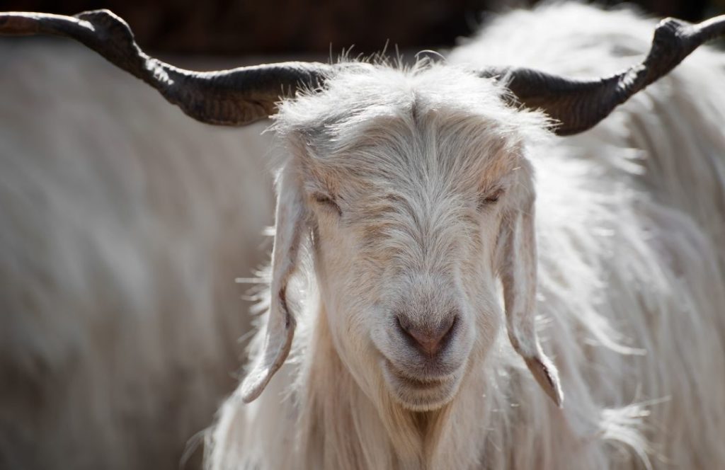 Pashmina goat