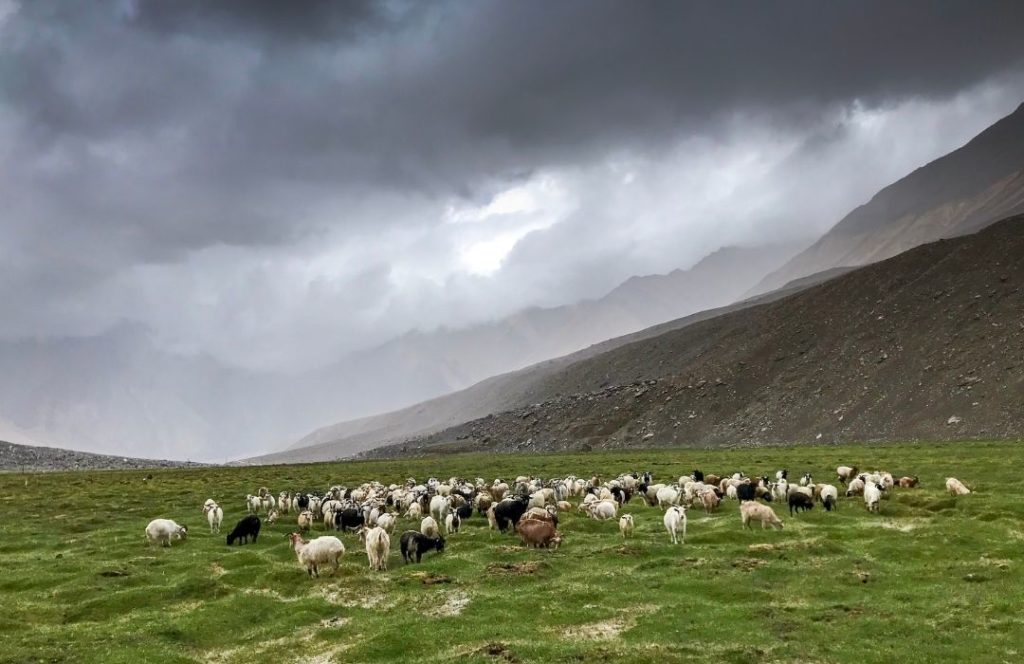 changthangi goats in ladakh