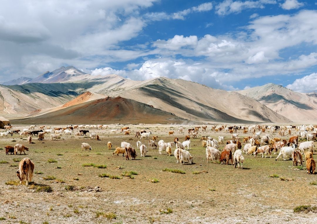 changthangi goats