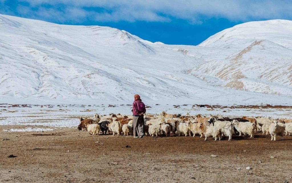 cashmere goats in ladakh