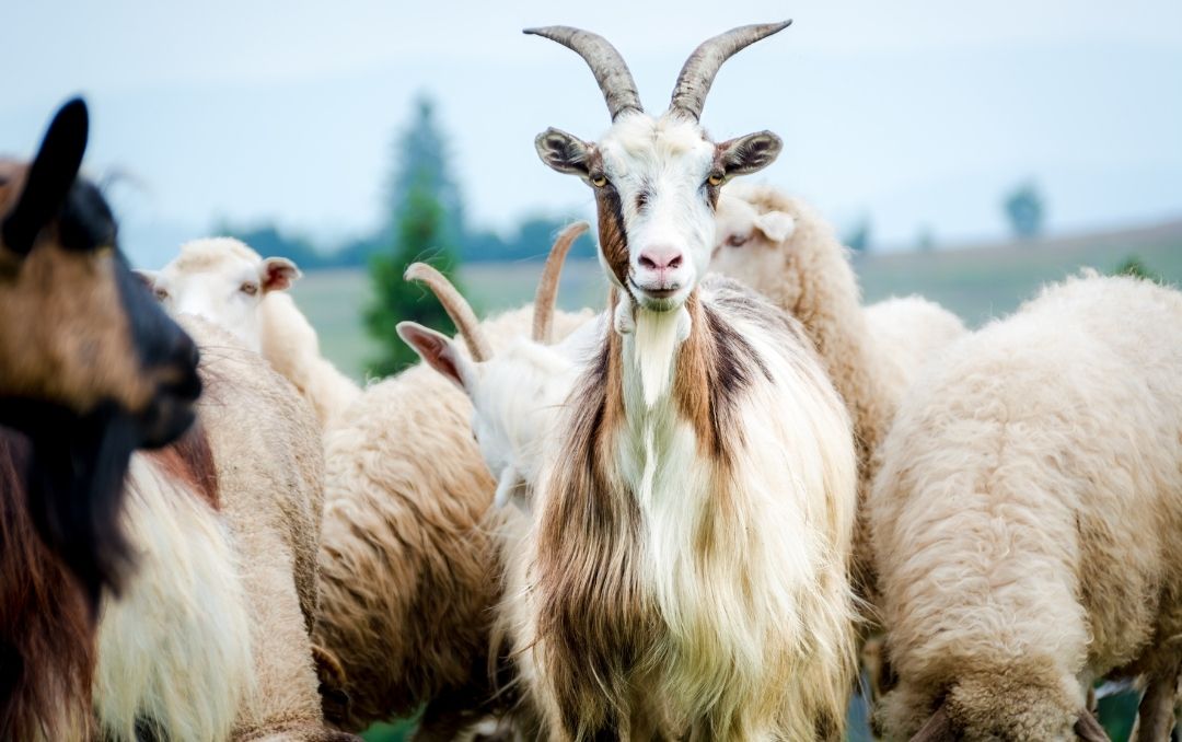 cashmere goat