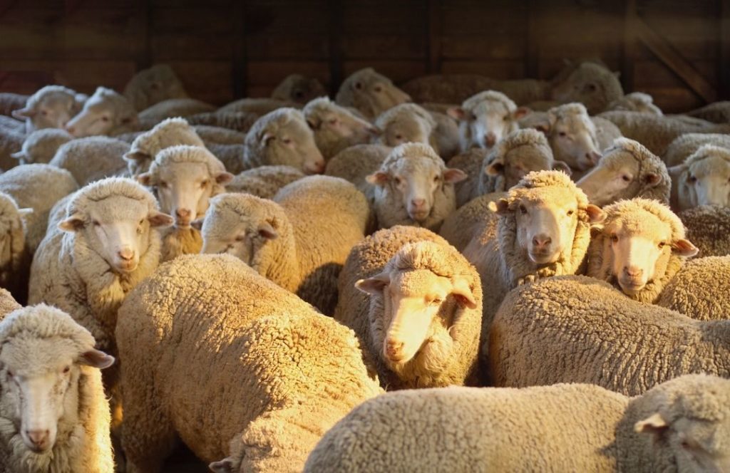merino sheep