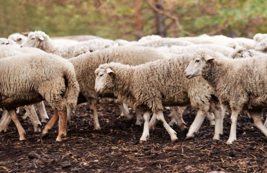 lambswool