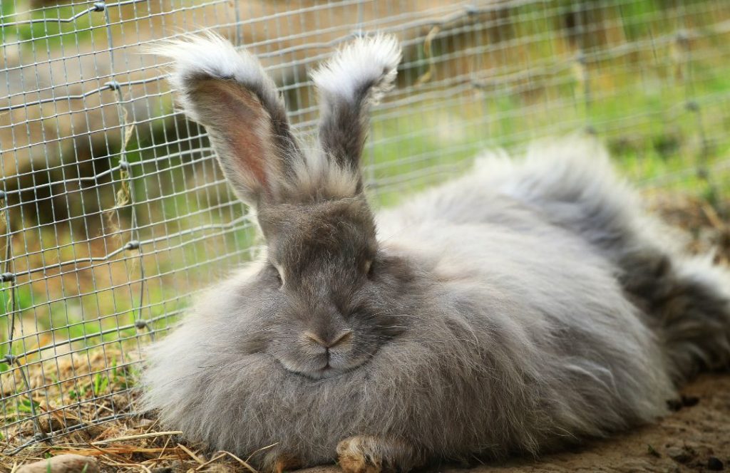 angora rabbit wool