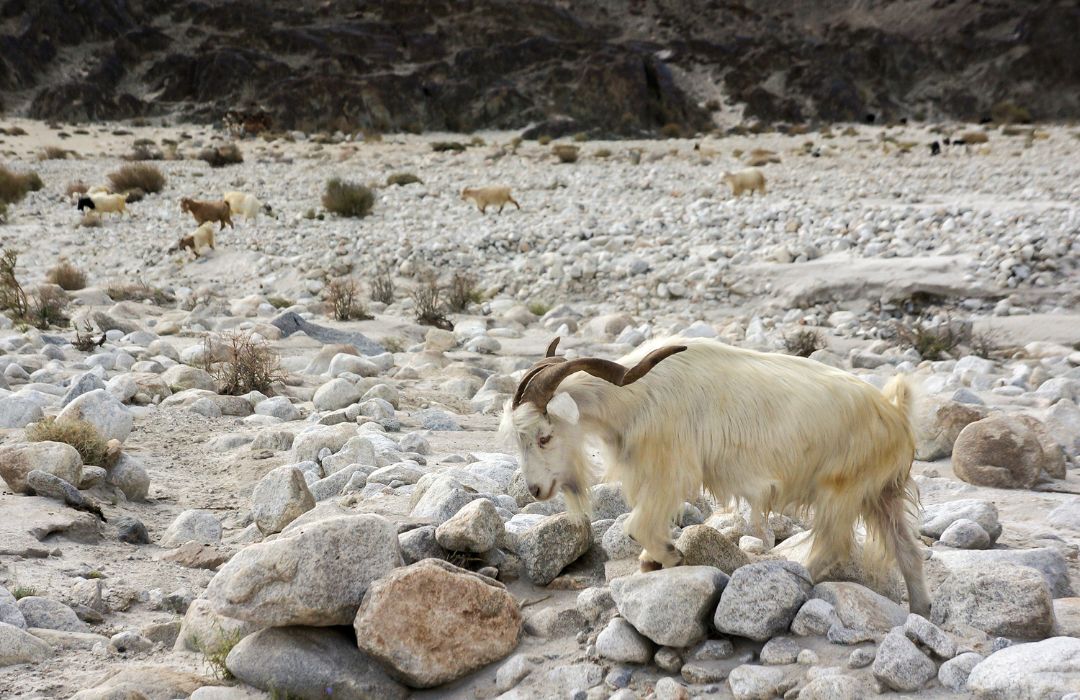 cashmere goat