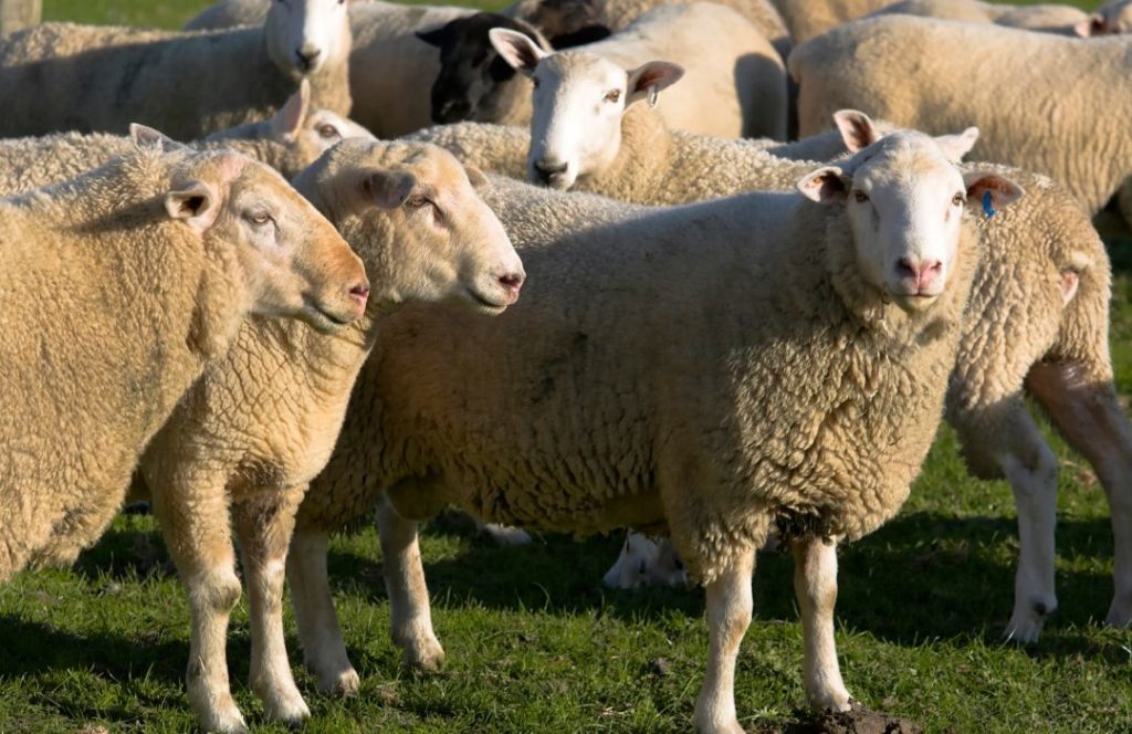 merino wool