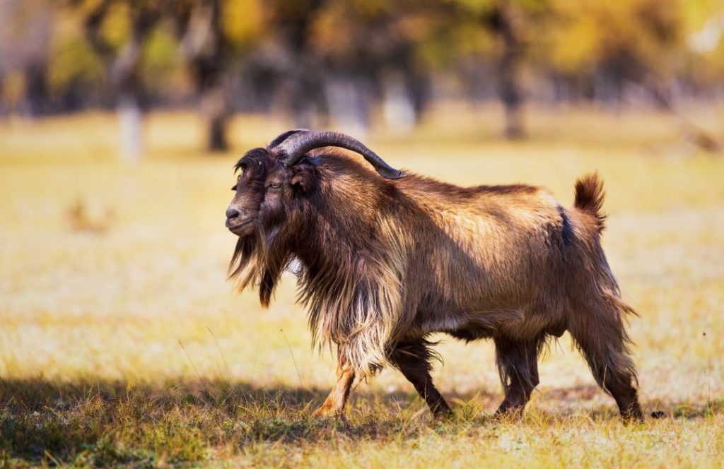 mongolian cashmere goat