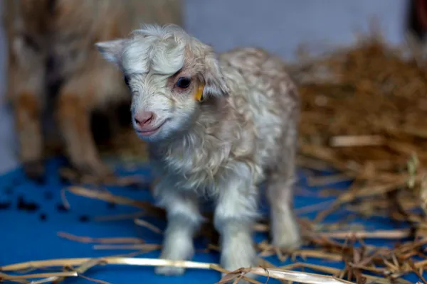 Cloned Pashmina Goat